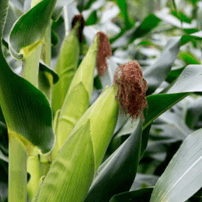 生物农药迎利好，天敌登记有望取消